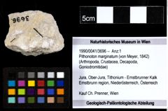Foto (Objekt + Etiketten) von Pithonoton marginatum (von Meyer, 1842) 